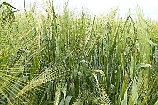 When and how to sow spring rye? Growing technology