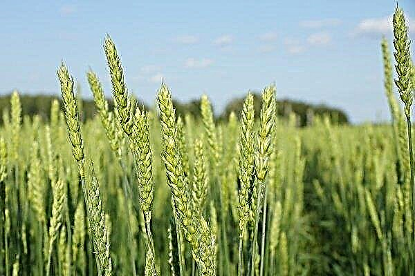Features of the cultivation, care and harvest of spring wheat
