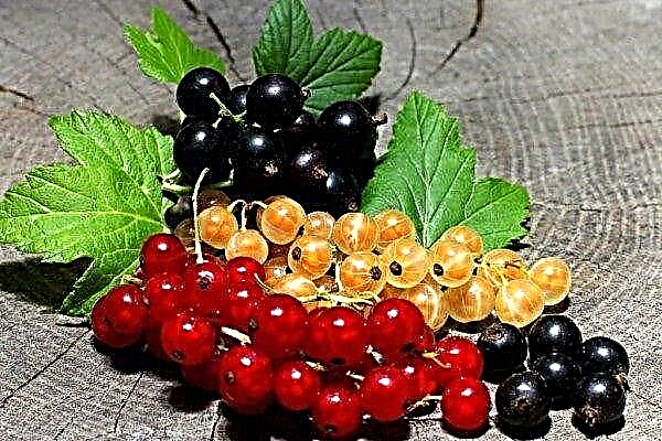 Overview of the best varieties of black, red, white and green currants