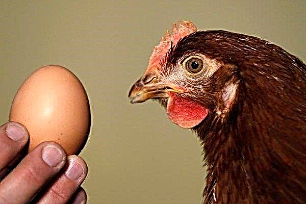 Huevo de gallina: estructura y componentes químicos.