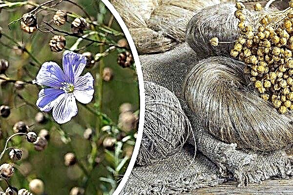 Flax - characteristics, varieties, planting and subtleties of growing