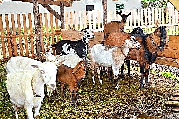 Bazele reproducerii caprelor pentru începători