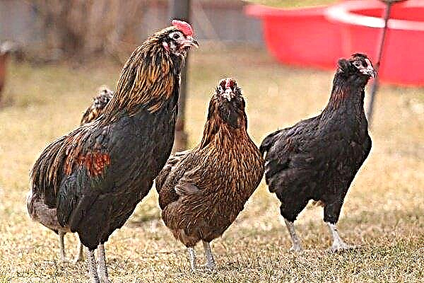 Araucana - a rare breed of chickens