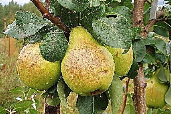 Las variedades más populares de peras con una descripción y una foto.