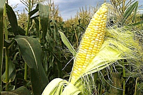 The best varieties of corn and their description