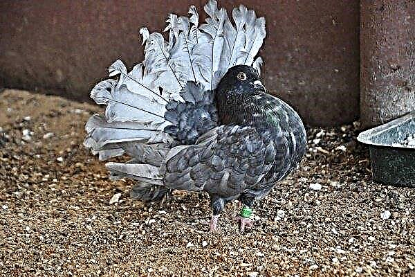 Altai pigeons: their origin, description, care and maintenance