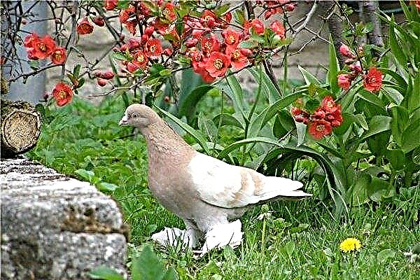 Agarans turkmènes: caractéristiques et contenu des pigeons d'abattage