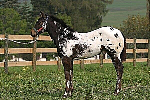 At ırkı Appaloosa (Appalouse) - karakter, görünüm ve içerik özellikleri