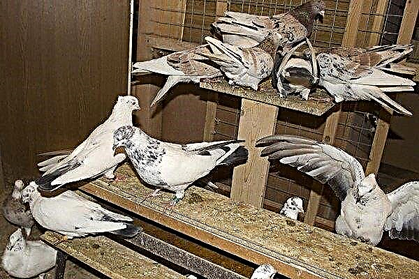 Prehľad iránskych vojnových holubíc