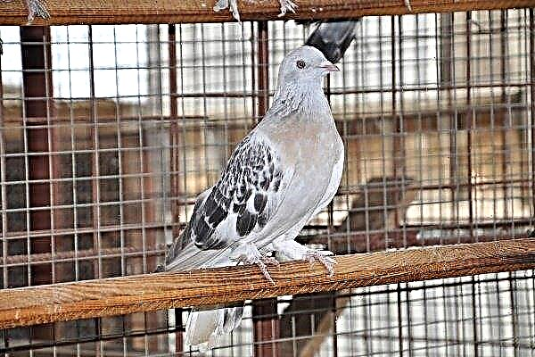Pigeons Takla (Turkish fighting): features, care and maintenance