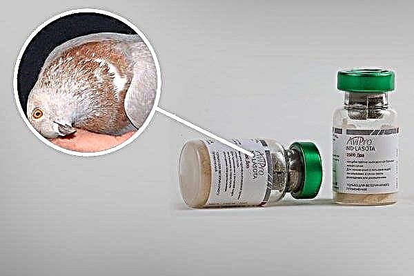 วัคซีน La Sota - ป้องกันนกพิราบจากโรคนิวคาสเซิล