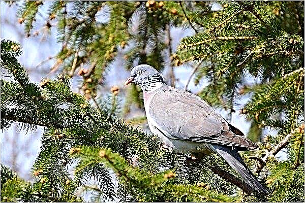 Divoká lesní holubice - Wahir