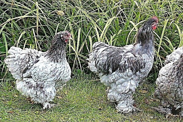 Kokhinkhiny - popis plemene kuřat