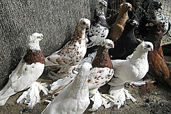 Pigeons ouzbeks: leurs caractéristiques et types