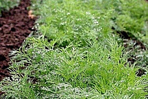 How and when to plant dill in the winter?