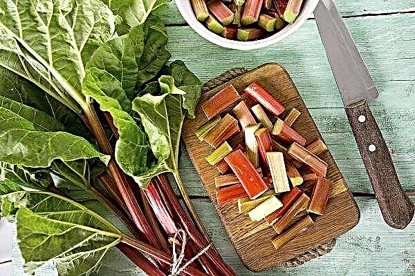 How useful is rhubarb? How is it used and harvested?