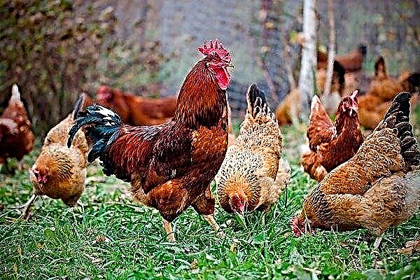 A csirkék fajtájának leírása Kuchinsky évfordulója