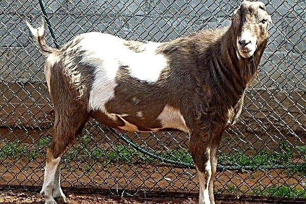 Goat breed - La Mancha: description, productivity, care and breeding