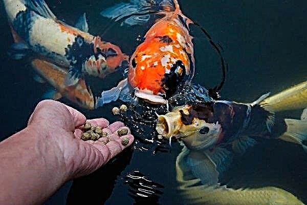 Comment et quoi nourrir les poissons d'étang?