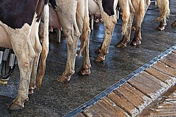 What are the diseases of hooves in cows? The main symptoms, treatment and prevention