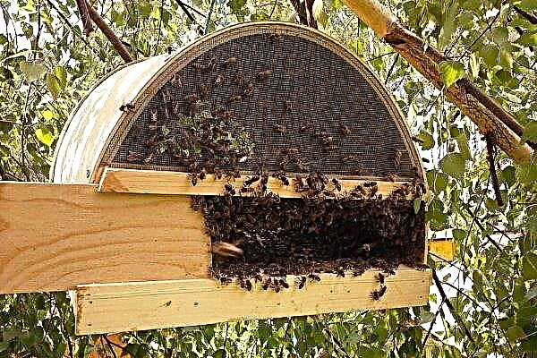 Како сами направити замку (рој) за пчеле?