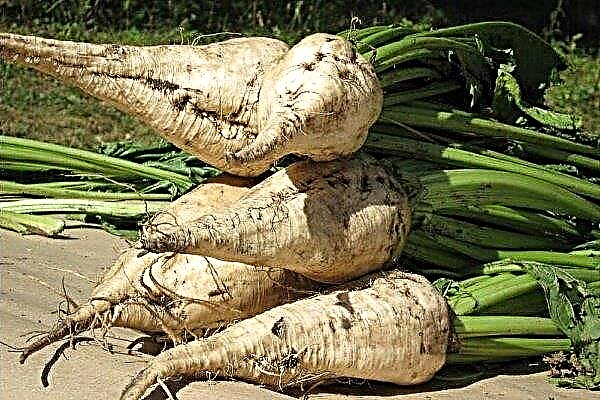 All about sugar beets and how to grow it?