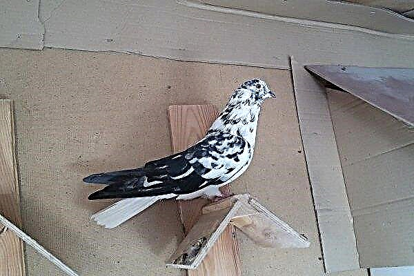 Nikolaev high-flying pigeons - complete information about the birds