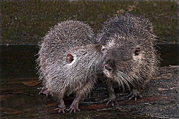 Basics of breeding nutria: from the purchase of an animal to its implementation