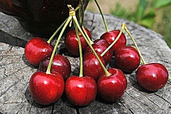 The most common varieties of cherries with a description and photo
