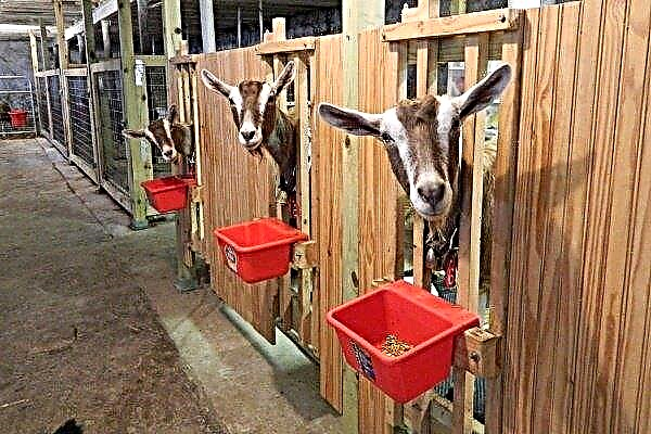 Goat breeding basics