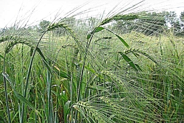 Overview of the best varieties of barley