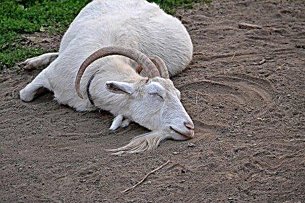 Cetoza de capră: ce ar trebui să facă un fermier?