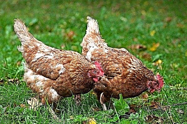A raça de galinhas Isa Brown: características e características do conteúdo
