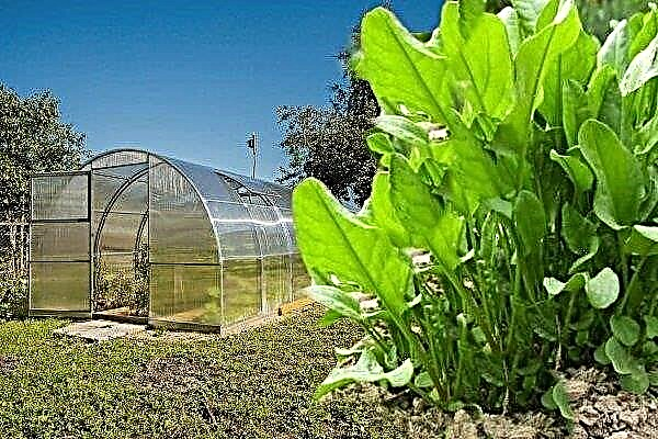 Πώς να καλλιεργήσετε οξαλίδα σε ένα θερμοκήπιο;