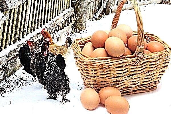 How to increase egg laying in hens in winter?