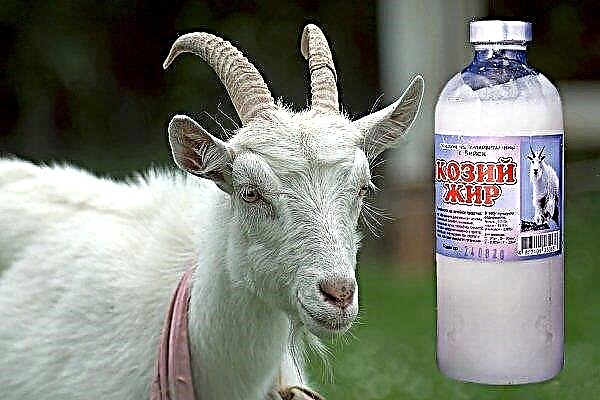 Goat fat: beneficial properties and application