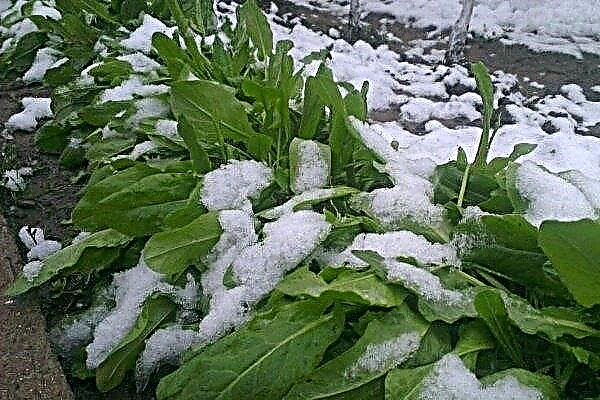 Winter sorrel sowing: features and cultivation