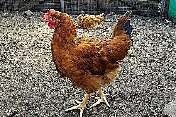 Chicken Breed - Foxy Chick: Poultry Care and Breeding Features
