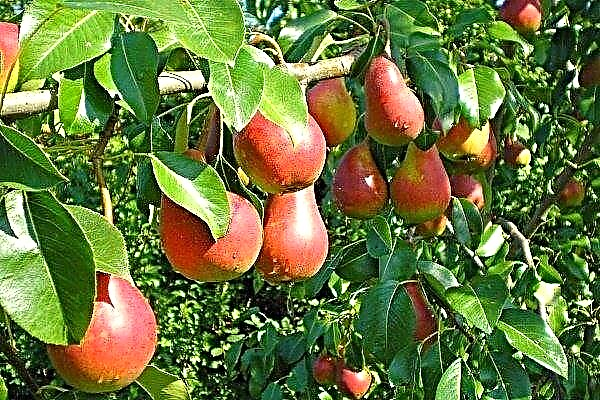 Pear varieties near Moscow: description, photo and features of growing