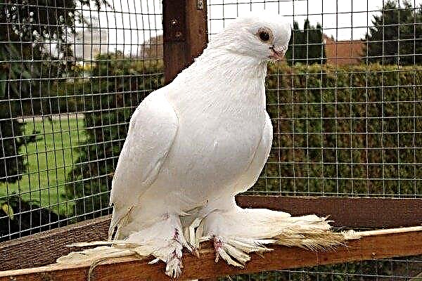 Pigeons d'Armavir: caractéristiques de soins et d'entretien
