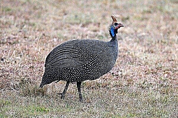 Guinea fowl ordinary: how and why is it worth breeding this bird?
