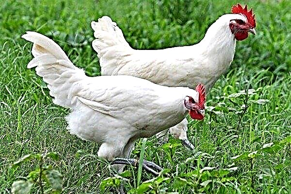Hühner Loman White - vollständige Beschreibung der Rasse