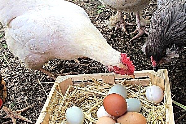 Telur keturunan ayam: senarai yang terbaik