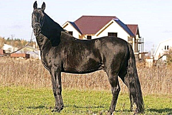Karačajevska konja: potpuni opis pasmine