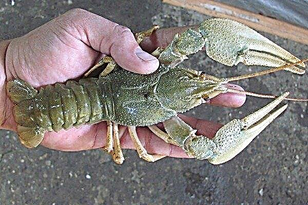 All about crayfish: its lifestyle, fishing and breeding