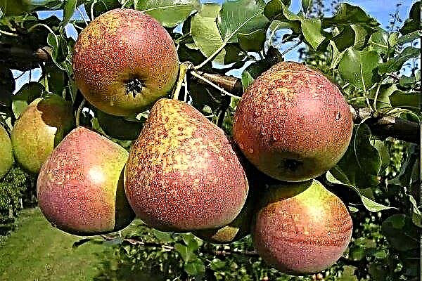 Pear variety - Marble: description, planting and cultivation