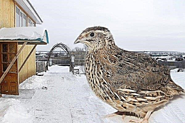 How to keep quails in the barn in the winter?