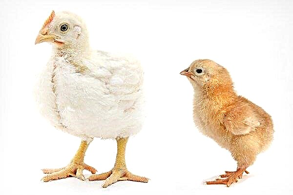 במה שונה ברדיית עוף מסוגי תרנגולות אחרות?
