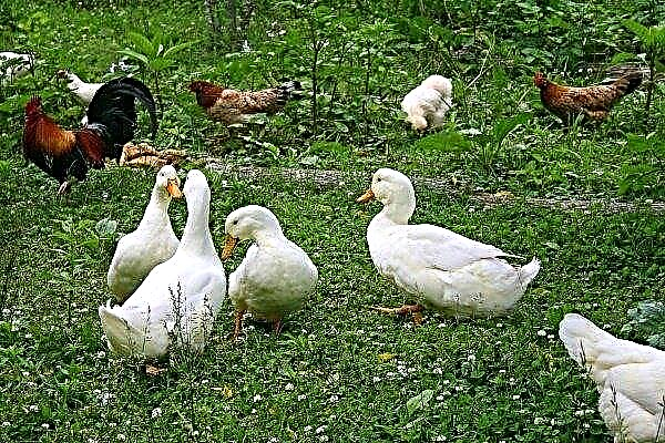 L'entretien conjoint des poulets et des canards: avantages et inconvénients