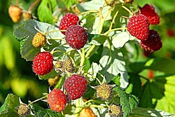 Raspberry variety Kirzhach: planting, cultivation and care